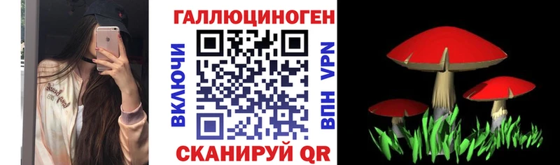 как найти закладки блэк спрут как войти Галлюциногенные грибы Psilocybine cubensis Щучье